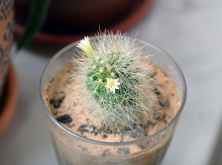 Mammillaria, fleurs de cactus, Cactus, succulentes, plantes, plantes en pots, dans une casserole