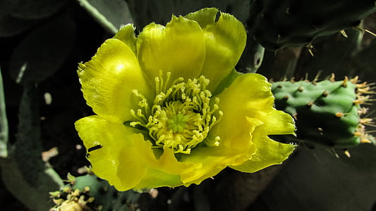 prickly pear, flower, yellow, cactus, nature, blossom, garden