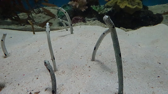 eel, fish, aquarium