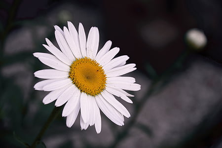 margaret, summer, flower, margheritone white, margheritone, white daisy, detail