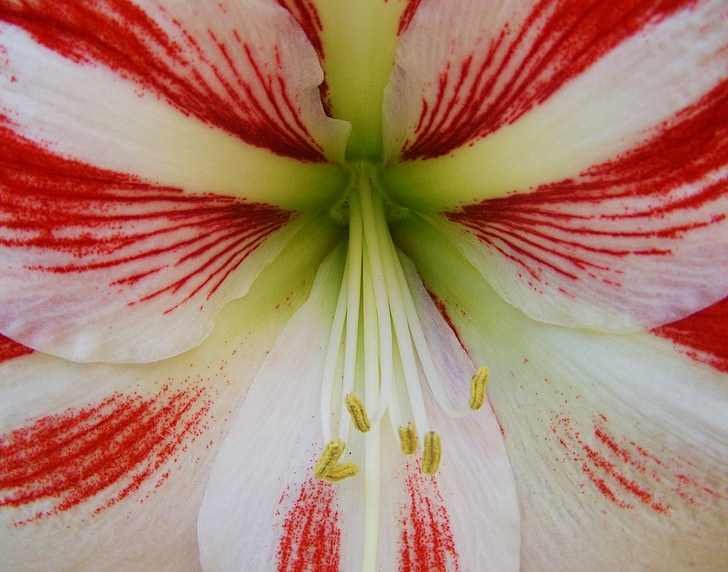 Amaryllis, Inflorescenta de forma unui con, plante cu bulb