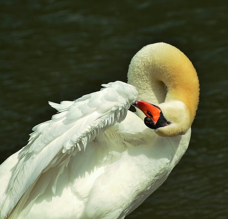 Swan, fjærdrakt, Rengjør, vann fugl, dyr verden, dyr, hvit