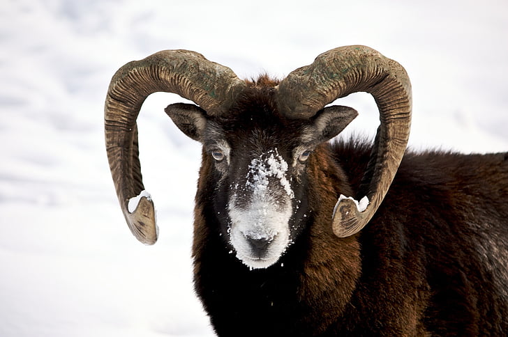 big horn sheep, ram, male, wildlife, nature, horns, snow