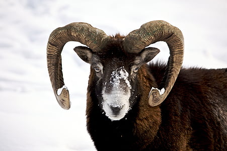 ovelha Bighorn, memória RAM, macho, vida selvagem, natureza, chifres, neve