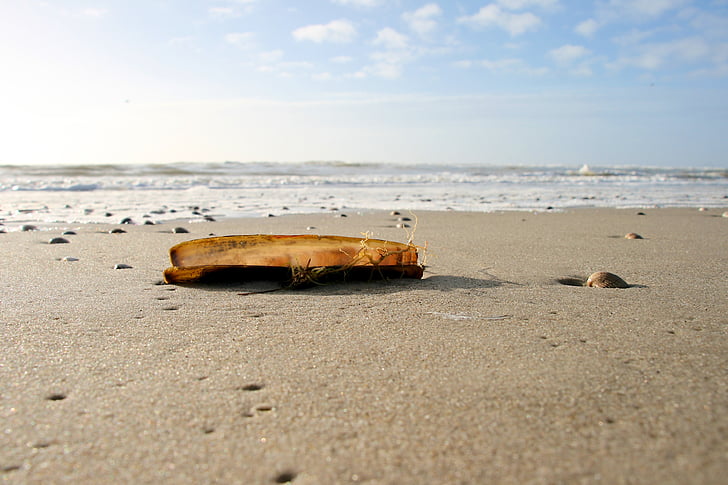 shell, beach, sand, sun, sea, summer, close