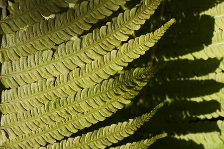fern, fiddlehead, green, plant, vessel sporenpflanze, summer, structure