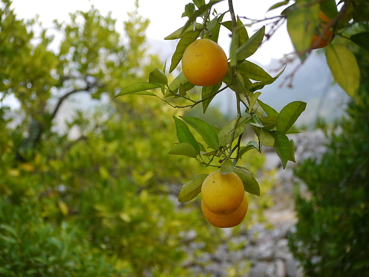 pomarańcze, Mallorca, Tramuntana, Hiszpania, Plantacja, drzewo, owoce