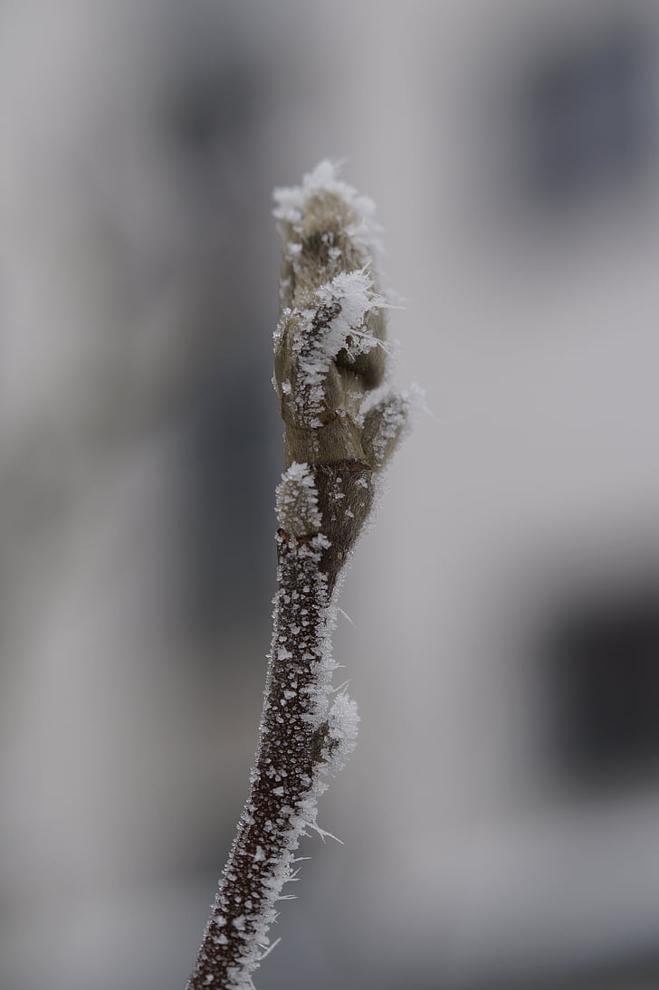 bud, ice, hoarfrost, covered, frozen, winter, cold