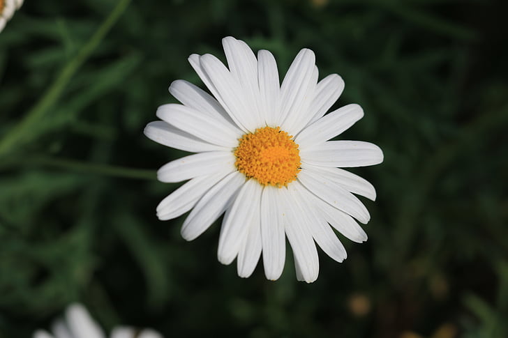 daisy, white, flower, plant, nature, flowers, green