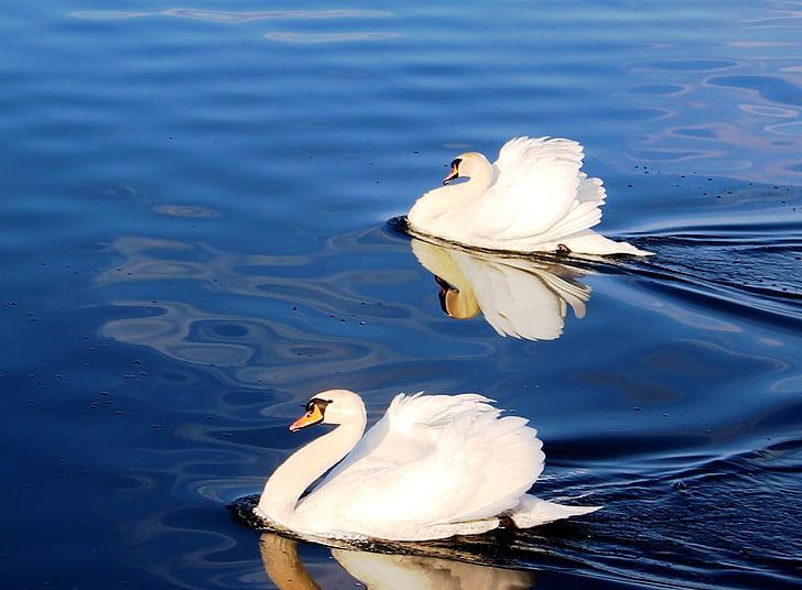 swans, couple, pride, plumage, lake, lake constance, rorschach