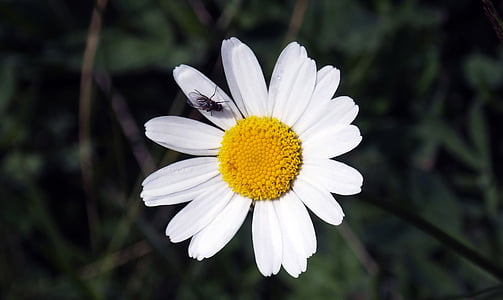 kvet, Margaret, Prato, Príroda, hmyz, Moskva, jar