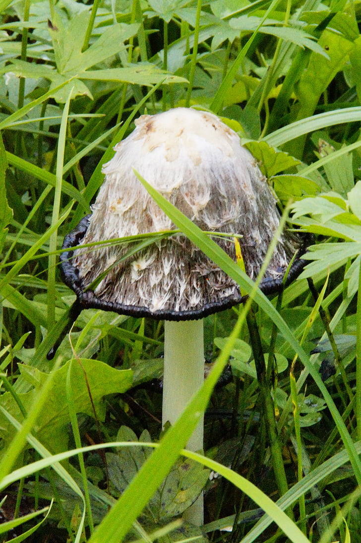 houby, skrytý, růst, podzim, čas hub, Coprinus