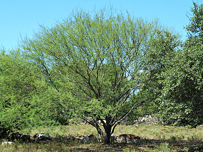 Teksas ağacı, vahşi agaç, ülke
