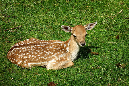 deer, deer calf, doe, bambi, female, young, animal