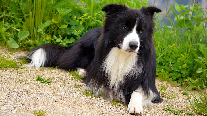 สุนัข, เส้นขอบ, collie, อังกฤษ sheepdog, สุนัขพันธุ์แท้