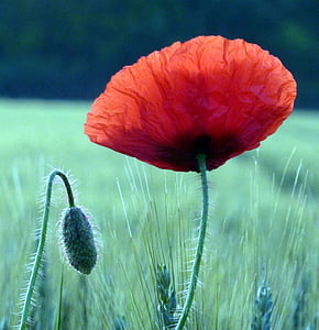 poppy, field, wheats, petals, nature, flowering, red