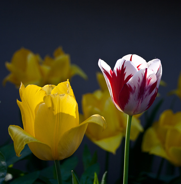 tulipes, groc, flamejat, jardí, flors de primavera, flor, flor