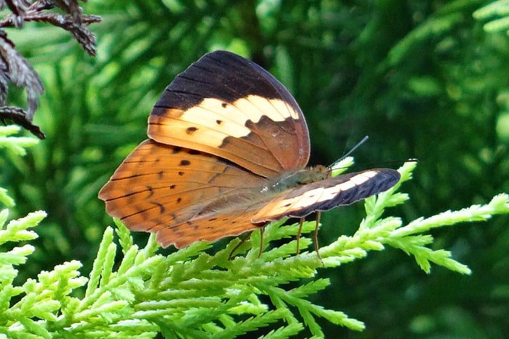 vlinder, rustiek, cupha erymanthis, borstel-footed vlinder, Nymphalidae, ammathi, coorg