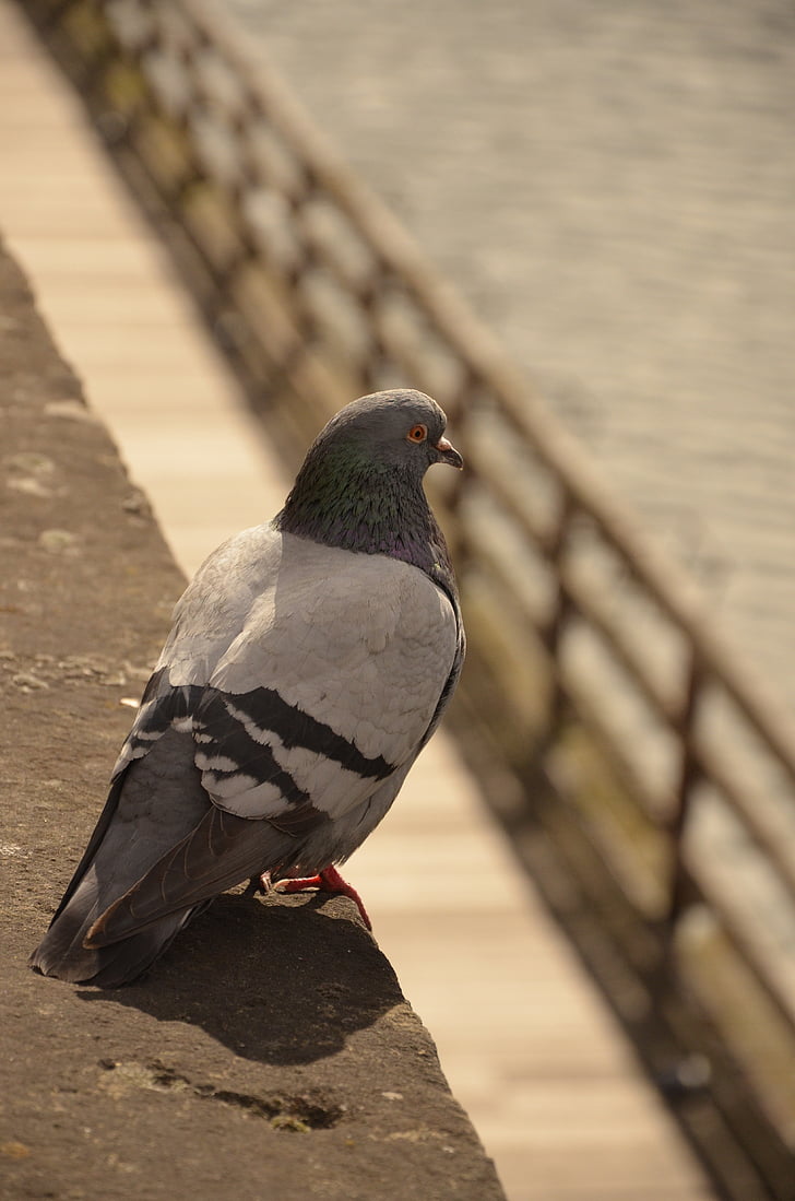 Pigeon, oiseau, eau, Metz, France