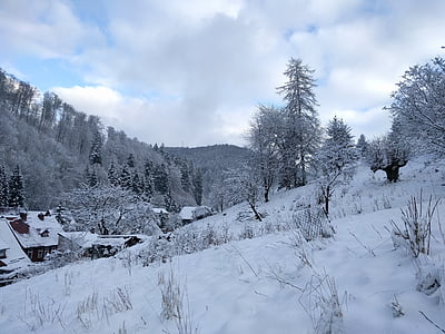 Zima, snijeg, studen, šuma, priroda, Zimski san, krajolik