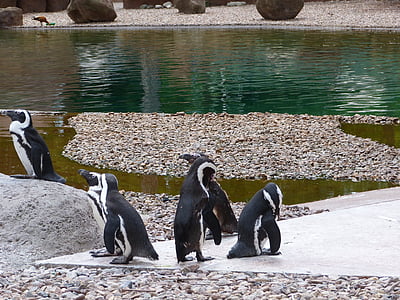 animales, Parque zoológico, pingüinos, naturaleza, animal, Pasarela, flora y fauna
