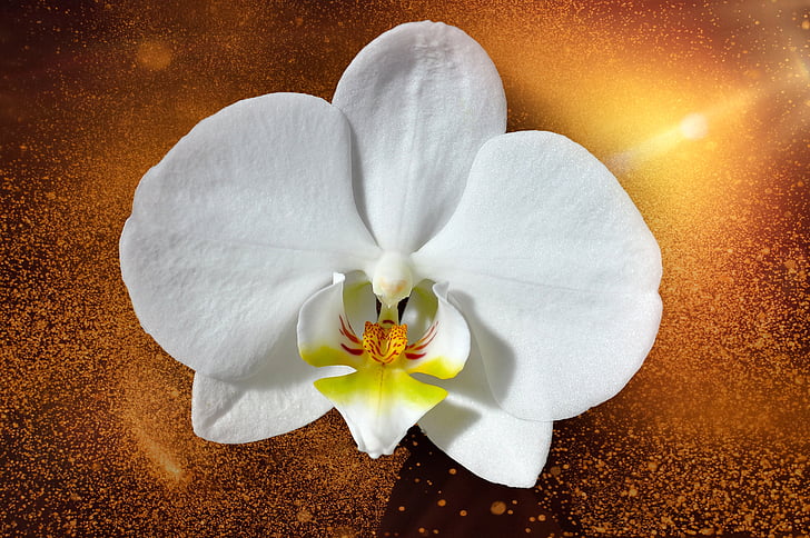 orquídia, flor, flor, flor, planta, blanc, tancar