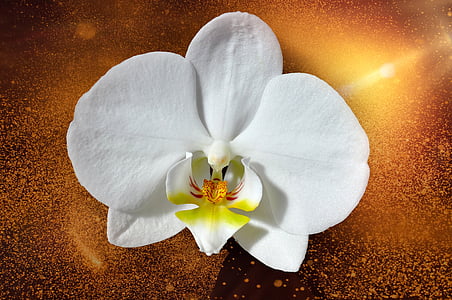 Orchid, kukka, Blossom, Bloom, kasvi, valkoinen, Sulje
