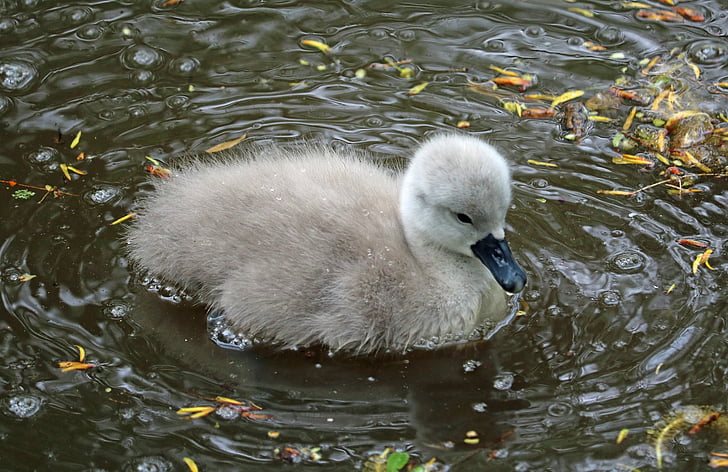 signet, baby swan, water, young, bird, lake, cute