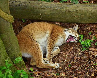 lynx rouge, fourrure, points, nature, chat, monde animal, Zoo