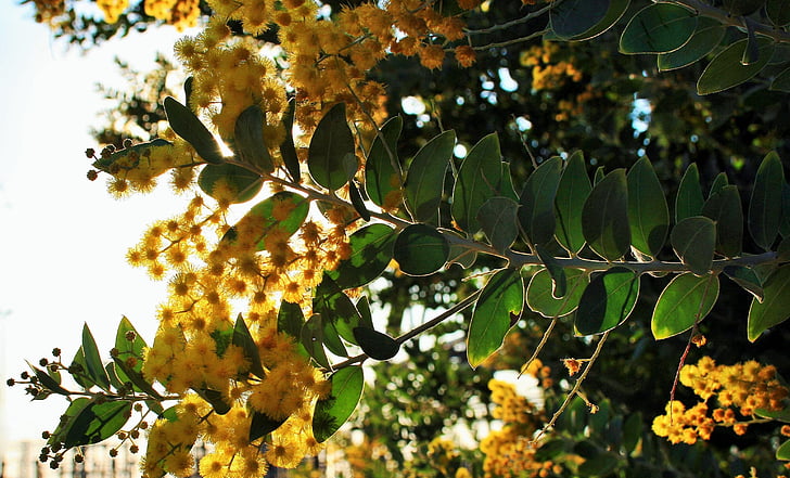acacia tree, bloom, leaves, tree, flowers, yellow, fluffy