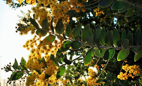 Acacia træ, Bloom, blade, træ, blomster, gul, fluffy