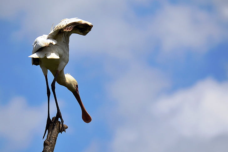 spoonbills, bill, bird, nairobi national park, animal
