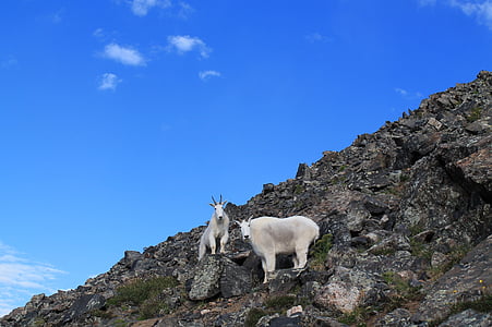 mountain goats, animals, colorado, wildlife, mountain, nature, goat