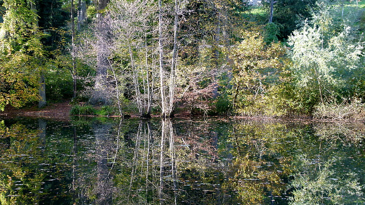 podzim, Les, Waldsee, Příroda, strom, voda, reflexe