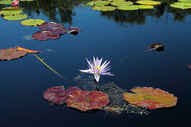 waterlilly, blomst, Texas, vand, sommer, plante, Tropical