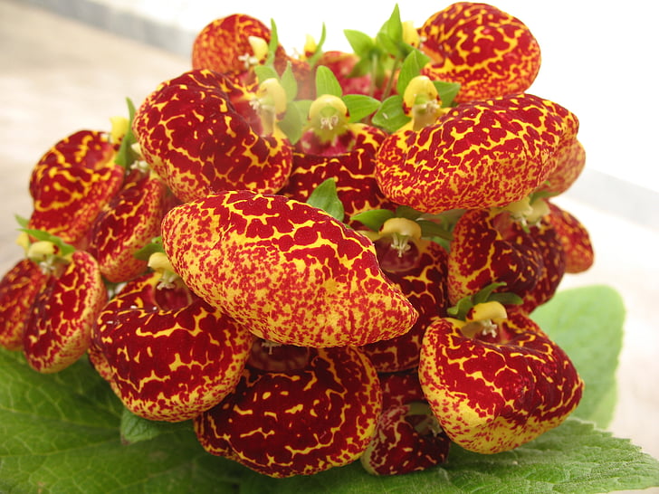 flower, red, green, spring, nature, food, fruit