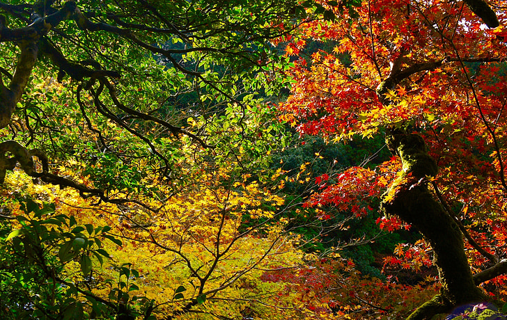 jesień, Jesienne liście, góry, naturalne