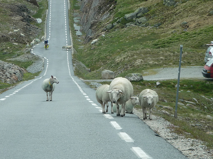 norway, sheep, road, flock, nature, animals