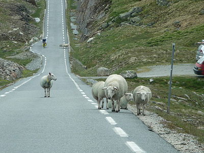 挪威, 羊, 道路, 羊群, 自然, 动物