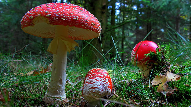 fly agaric, mushroom, forest, nature, red fly agaric mushroom, fungus, red