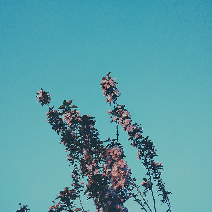 blanc, marró, flors, natura, blau, vista d'angle baix, arbre
