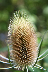 teasels, dipsacus, prickly, summer, autumn, seed, plant