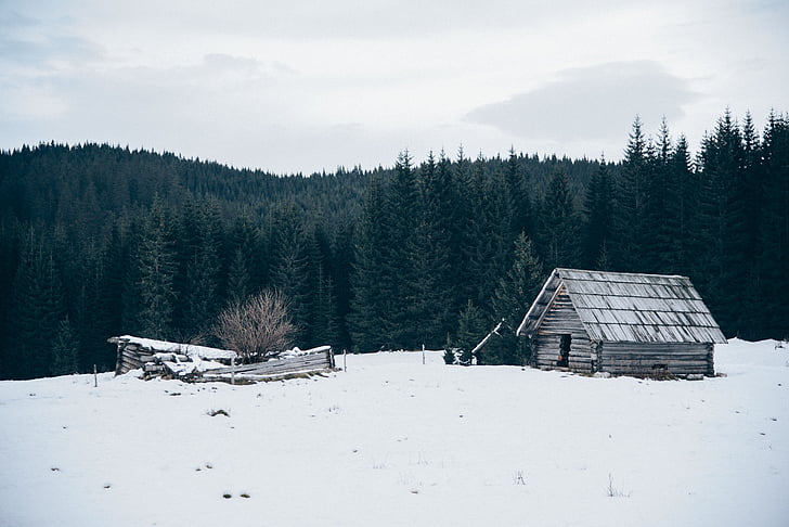 сірий, будинок, Оточений, сніг, ліс, Природа, взимку