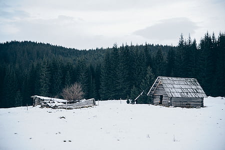 gri, Casa, Înconjurat, zăpadă, pădure, natura, iarna