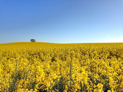canola, field, go, summer, yellow, sweden, countryside