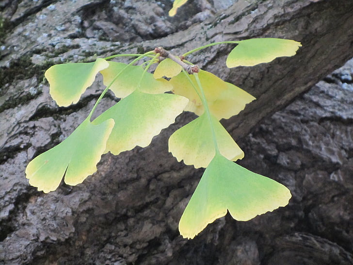 automne, Arboretum, Ginkgo biloba, feuilles d’automne