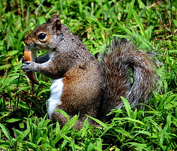animal, cute, eating, grass, nature, squirrel, wildlife