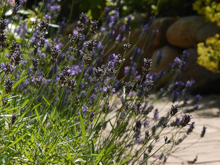 lavender, blossom, bloom, nature, garden, purple, flower