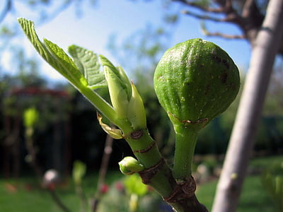 pear, tree, plant, a branch, garden, fruit, nature