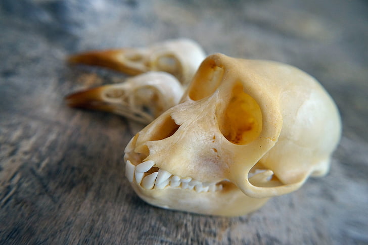 cráneo, mono, mamíferos, hueso, animal